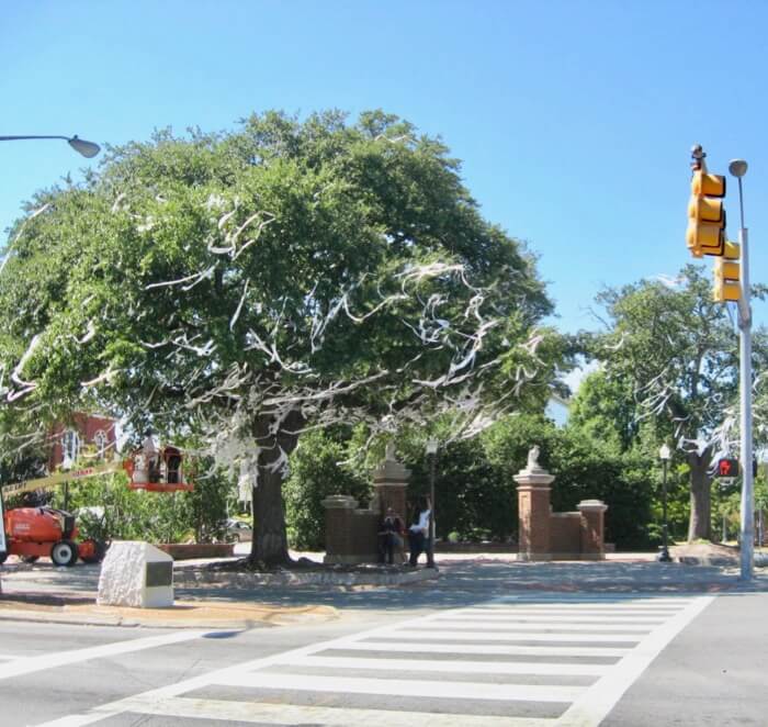 Auburn oak trees with toliet paper remains at Toomer's Corner