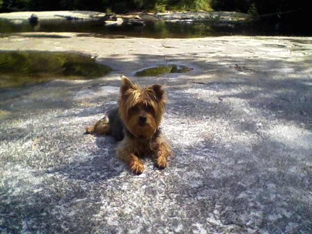 Abby Miller 14 pound yorkie in mountain creek photo by Kathy Miller