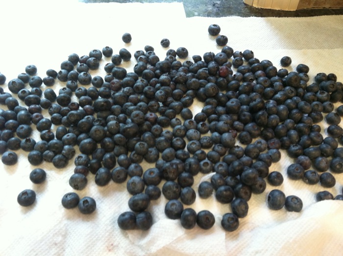 Blueberries for Bluberry Pie photo by Laura Huffman