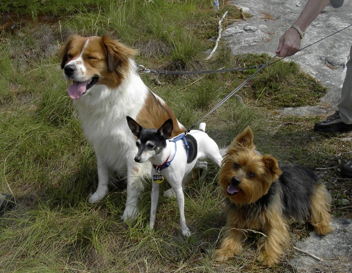 Patches, Libby and Abbey hike Panthertown photo by Kathy Miller