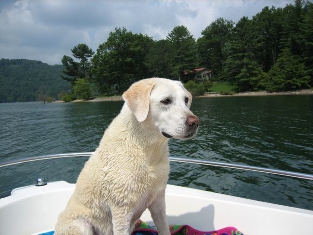 Sonny, yellow lab photo by Laura Huffman