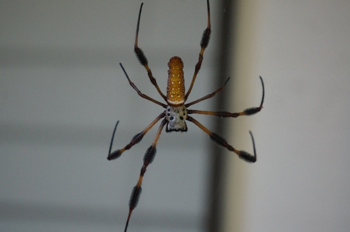 Banana spider at Gator Tailgate at Pops' Place photo by Kathy Miller