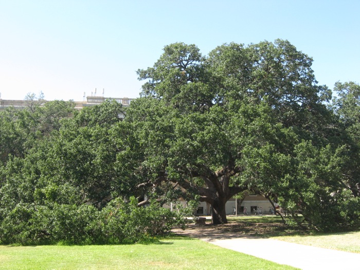 Century Oak, Texas A&M photo by Kathy Miller