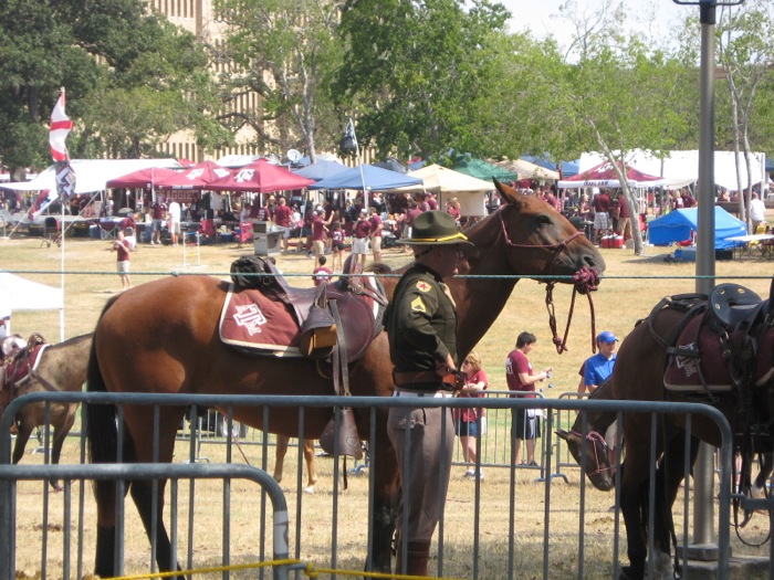 Horses ready for Texas A&M game photo by Kathy Miller