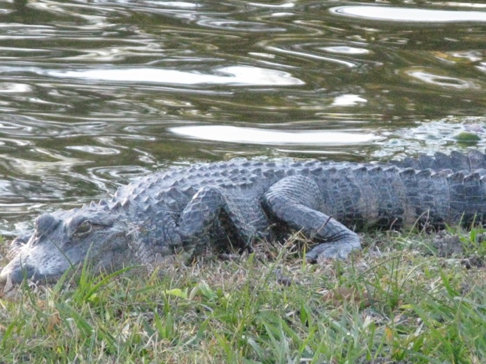 Florida Gator photo by James Miller