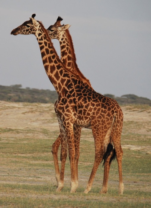 Giraffes in Africa photo by Laura Huffman