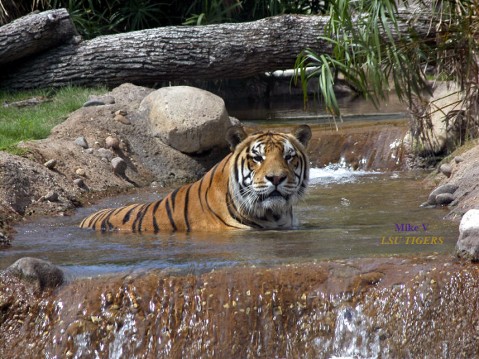 Mike The Tiger LSU in his own habitat photo by fieldhouseforsale.com 