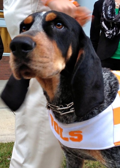 Smokey the Tennessee mascot photo by Joy McCabe