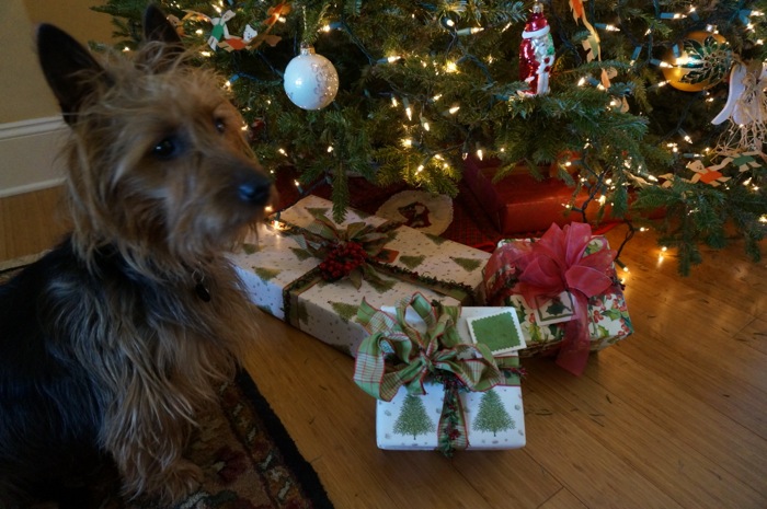 Davy Jones acting guilty after eyeing the packages photo by Kathy Miller