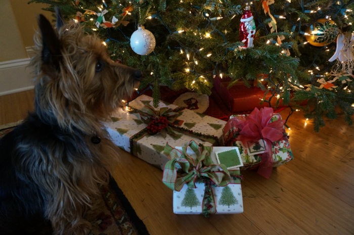 Davy Jones ignoring the packages photo by Kathy Miller