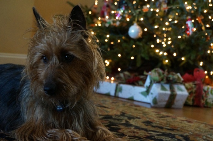 Davy Jones and the tree photo by Kathy Miller