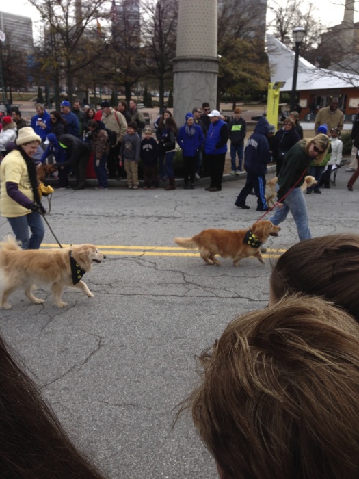 Dogs marching in parade photo by Kathy Miller