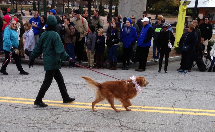 Doggy Parade Chick-fil-A Bowld photo by Kathy Miller