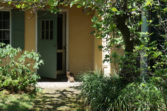 Jas[er and the back door, Charleston SC photo by Kathy Miller