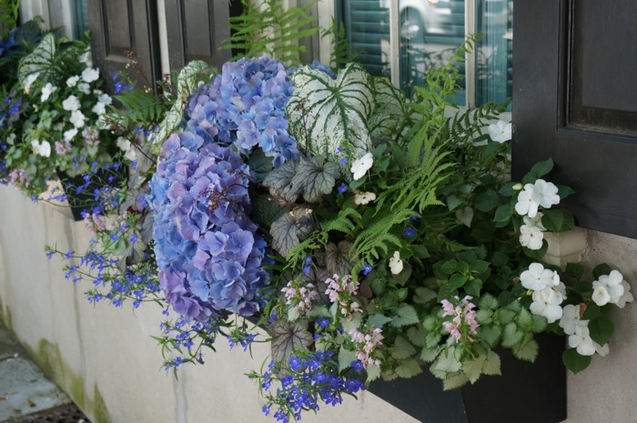 Shade flower box in Charleston photo by Kathy Miller