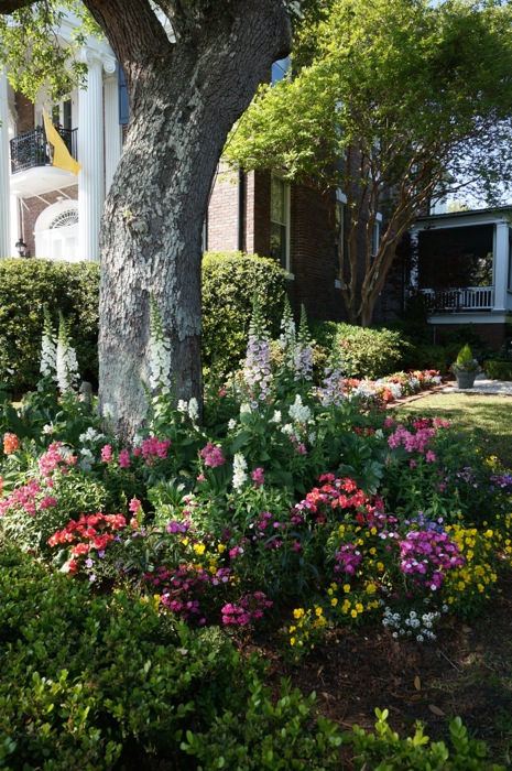 Charleston, SC flowers photo by Kathy Miller