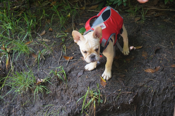 Monsieur Ralph and his life vest photo by Kathy Miller