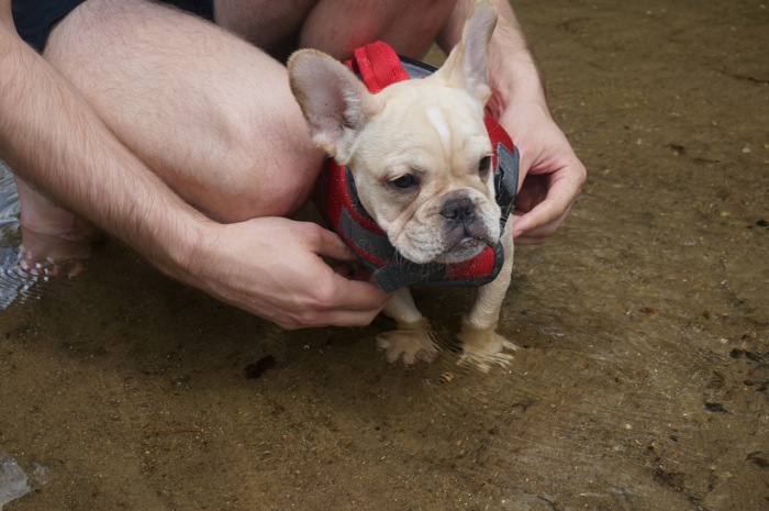 Ralphie Boyz French Bulldog photo by Kathy Miller