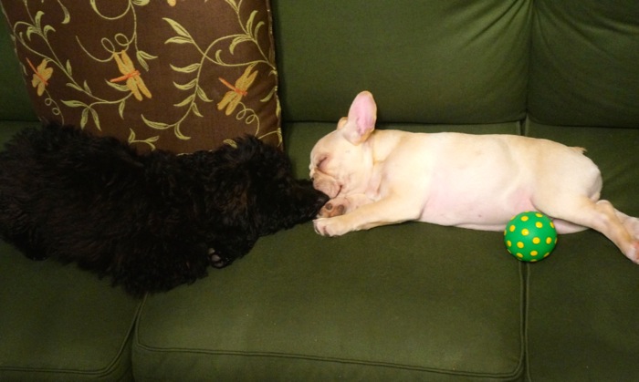 Two tired Doggies, Sheldon and Ralph photo by Kathy Miller