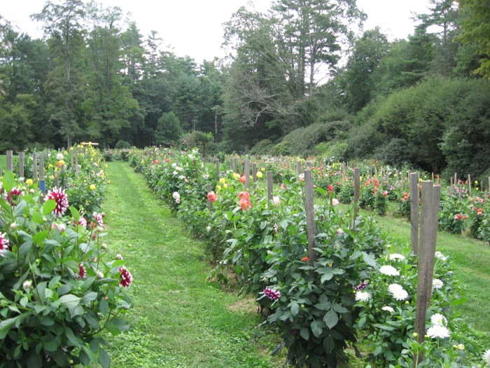 The dahlia beds at High Hampton Inn Cashiers NC photo by Kathy Miller