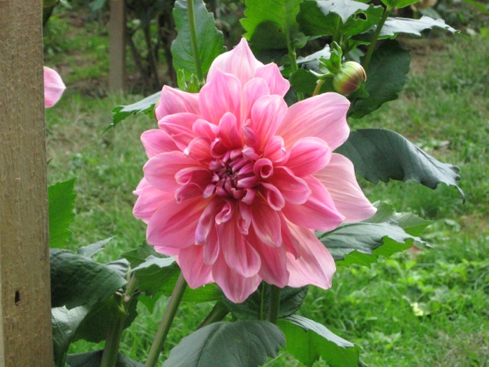 Pink Dahlia at High Hampton Inn Cashiers NC photo by Kathy Miller