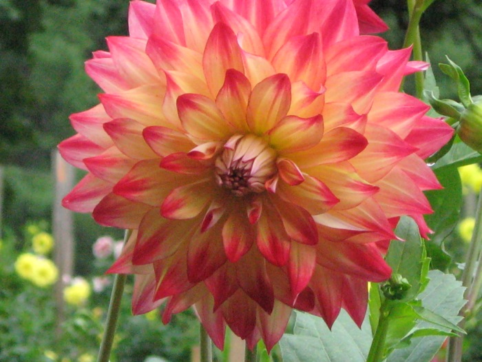 Mr. McKee Dahlia High Hampton Inn photo by Kathy Miller