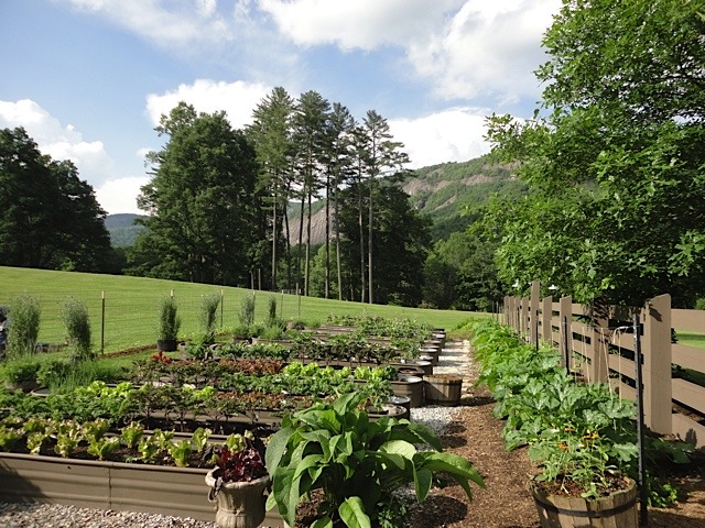 Organic Gardenin in Trout Troughs Canyon Kitchen photo by Kathy Miller