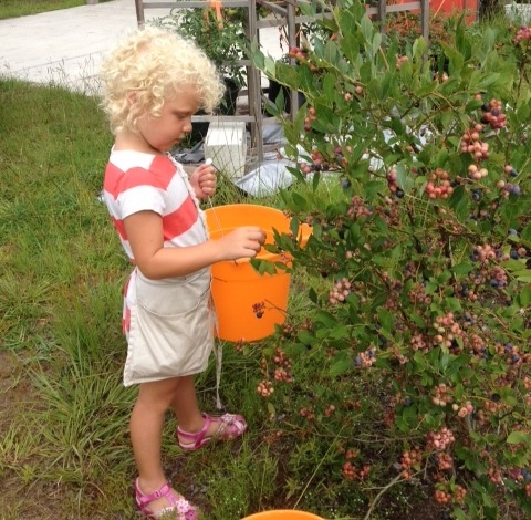 Sophie picks blueberries with hear orange bucket photo by Merle
