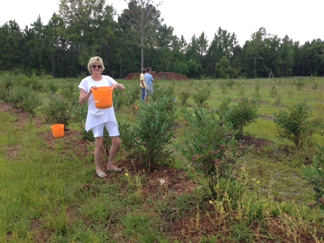 Blueberry Picking Time on The Blueberry Ranch in Yulee, FL photo by Kathy Miller
