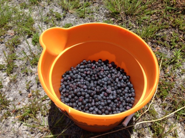 Pick Your Own Blueberries from The Blueberry Ranch in Yulee FL photo by Kathy Miller