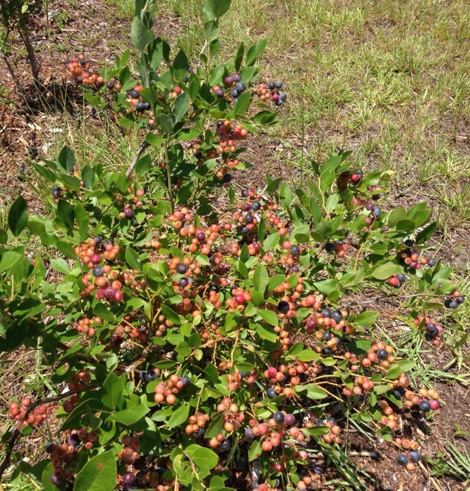 5 year old Blueberry Bush from The Blueberry Ranch in Yulee FL photo by Kathy Miller