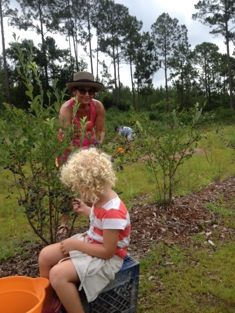 Sophie picking blueberries at The Blueberry Ranch photo by Merle