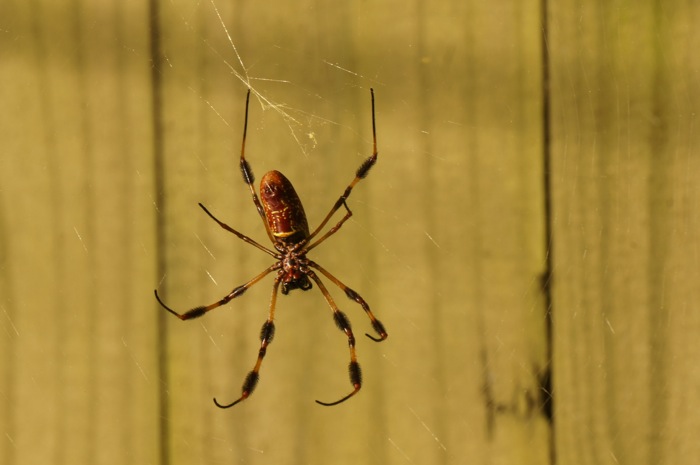 Gold and black banana spider for the Missouri game photo by Kathy Miller