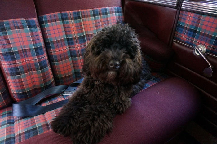 Sheldon rides in the 1948 Chrysler New Yorker photo by Kathy Miller