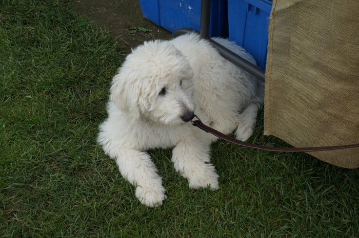 Dogs Welcome at the Dorset Farmers Market photo by Kathy Miller