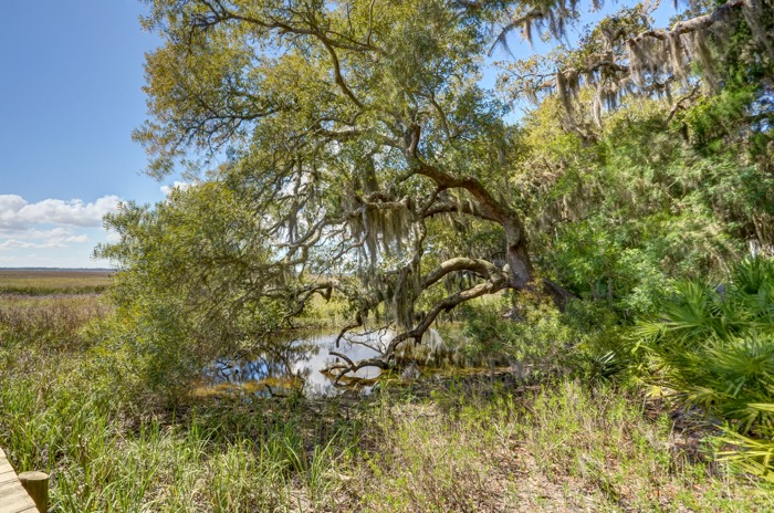 Oak bending to the water photo by Erin with Sotheby's 