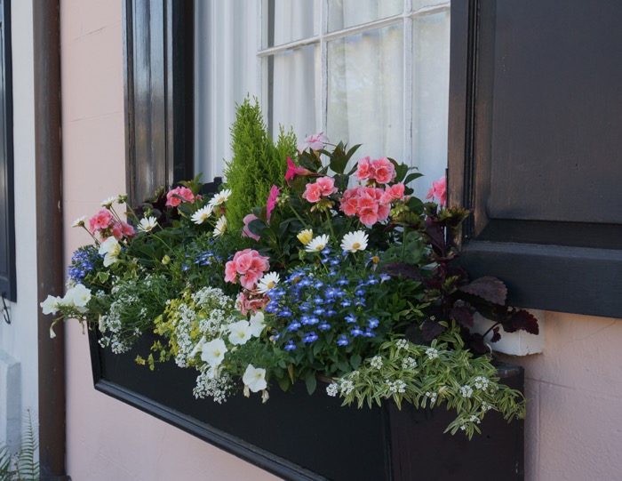 Window Box on Church Street photo by Kathy Miller