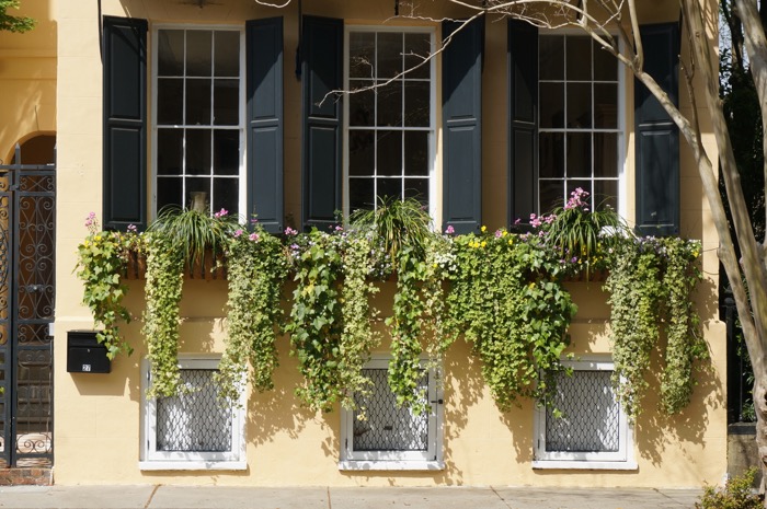 Triple window box in Charleston photo by Kathy Miller