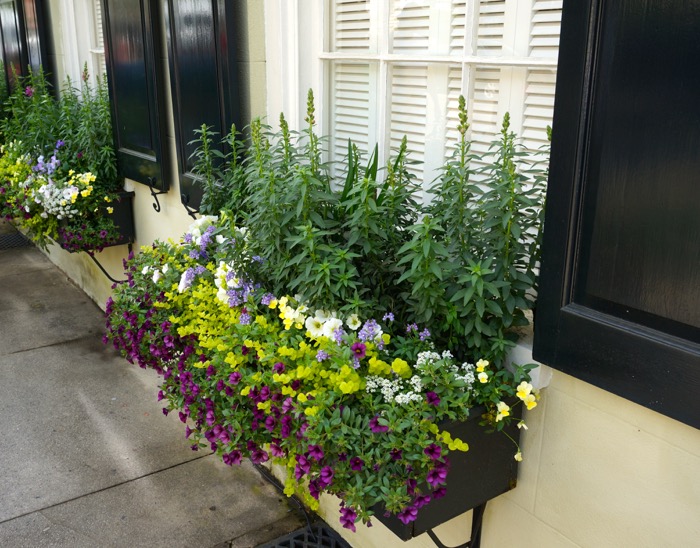 Window box with taller flowers photo by Kathy Miller