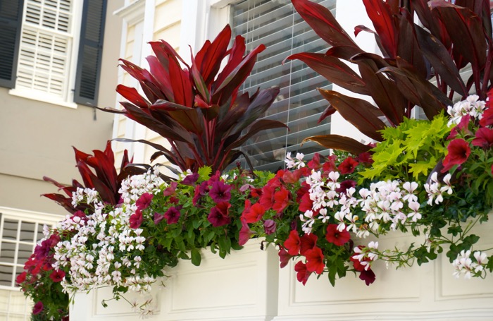 Window box with red photo by Kathy Miller