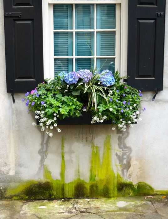 Charleston window box with lime green moisture photo by Kathy Miller