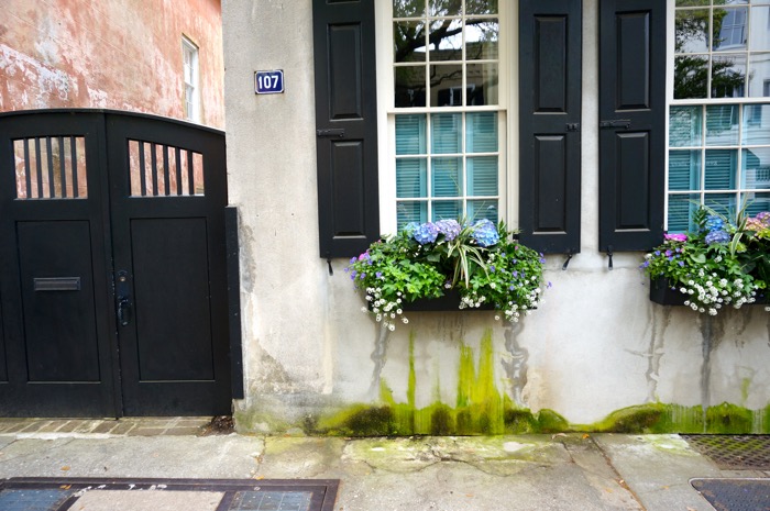 Window Boxes with Black Gate photo by Kathy Miller