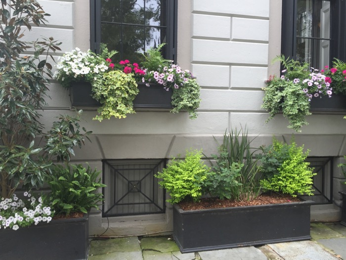 Charleston Window Boxes with iron grates photo by Kathy Miller