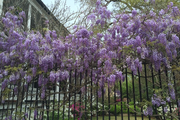 Wisteria in full bloom, Charleston, SC photo by Kathy Miller