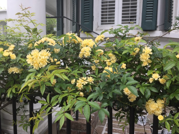 Charleston, SC yellow flowers on fence photo by Kathy Miller