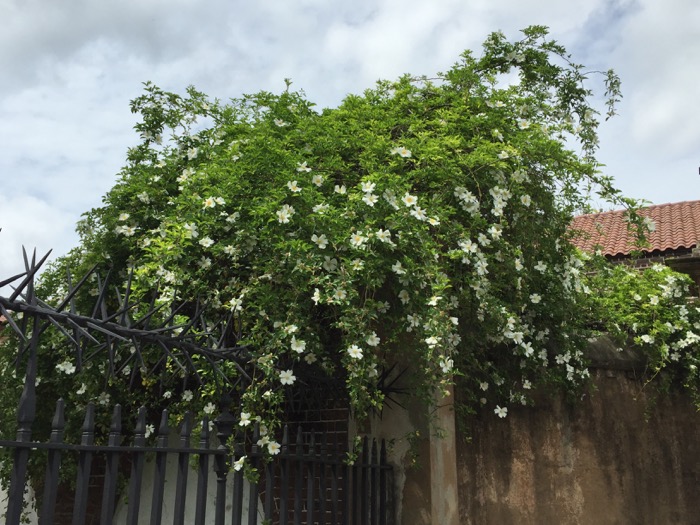 Confederate Roses on fence Charleston, SC photo by Kathy Miller