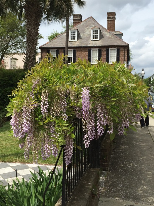 Wisteria on Gate photo by Kathy Miller