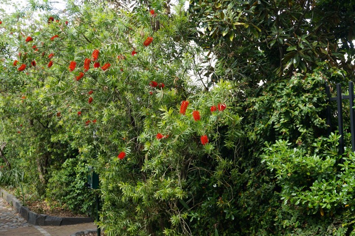 Butterfly Bush in Philadelphia Alley, Charleston, SC photo by Kathy Miller