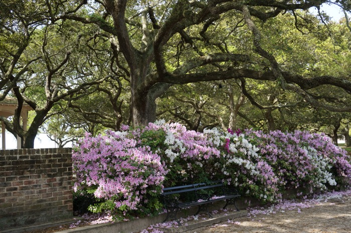 Azaleas in Full Bloom in Battery Park Charleston, SC photo by Kathy Miller