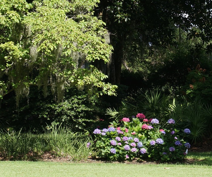 Hydrangeas on Amelia Island photo by Kathy Miller